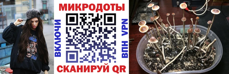 площадка наркотические препараты  Стародуб  Псилоцибиновые грибы прущие грибы 